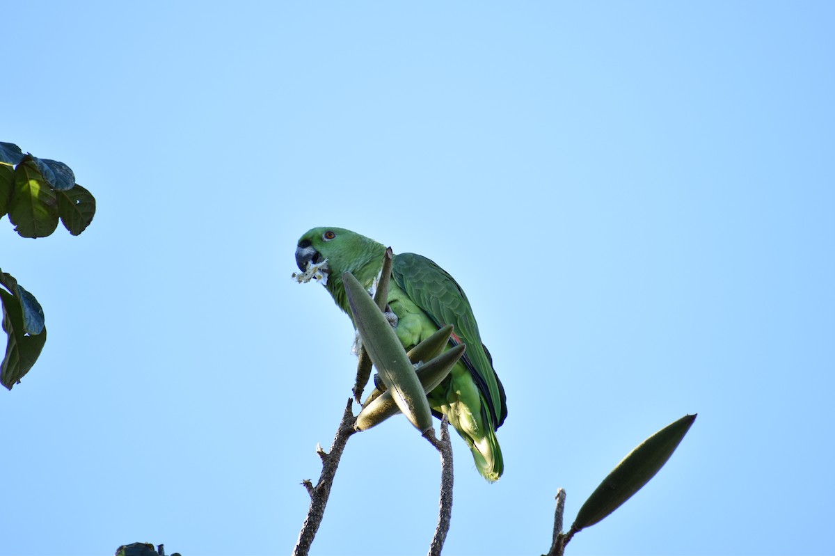 Yellow-naped Amazon - ML646620816