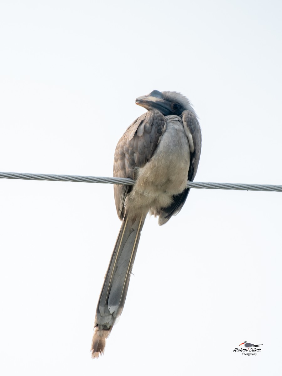 Indian Gray Hornbill - ML646620817