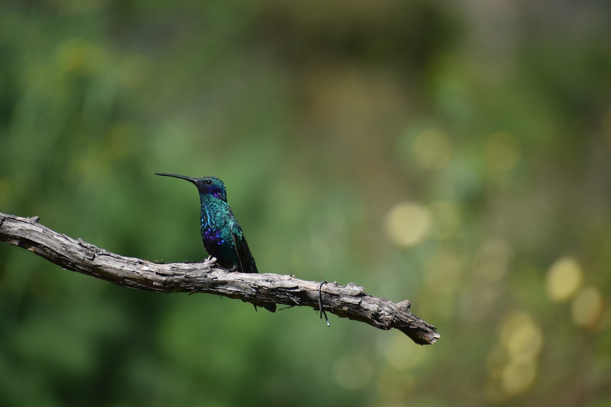 fiolørekolibri - ML646620818