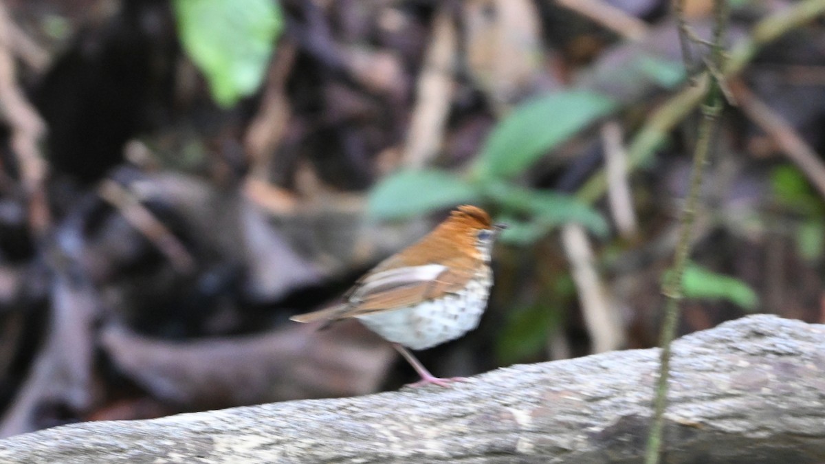 Wood Thrush - ML646620821