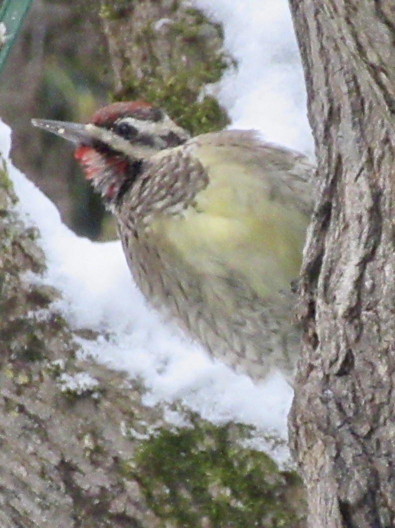 Yellow-bellied Sapsucker - ML646620823