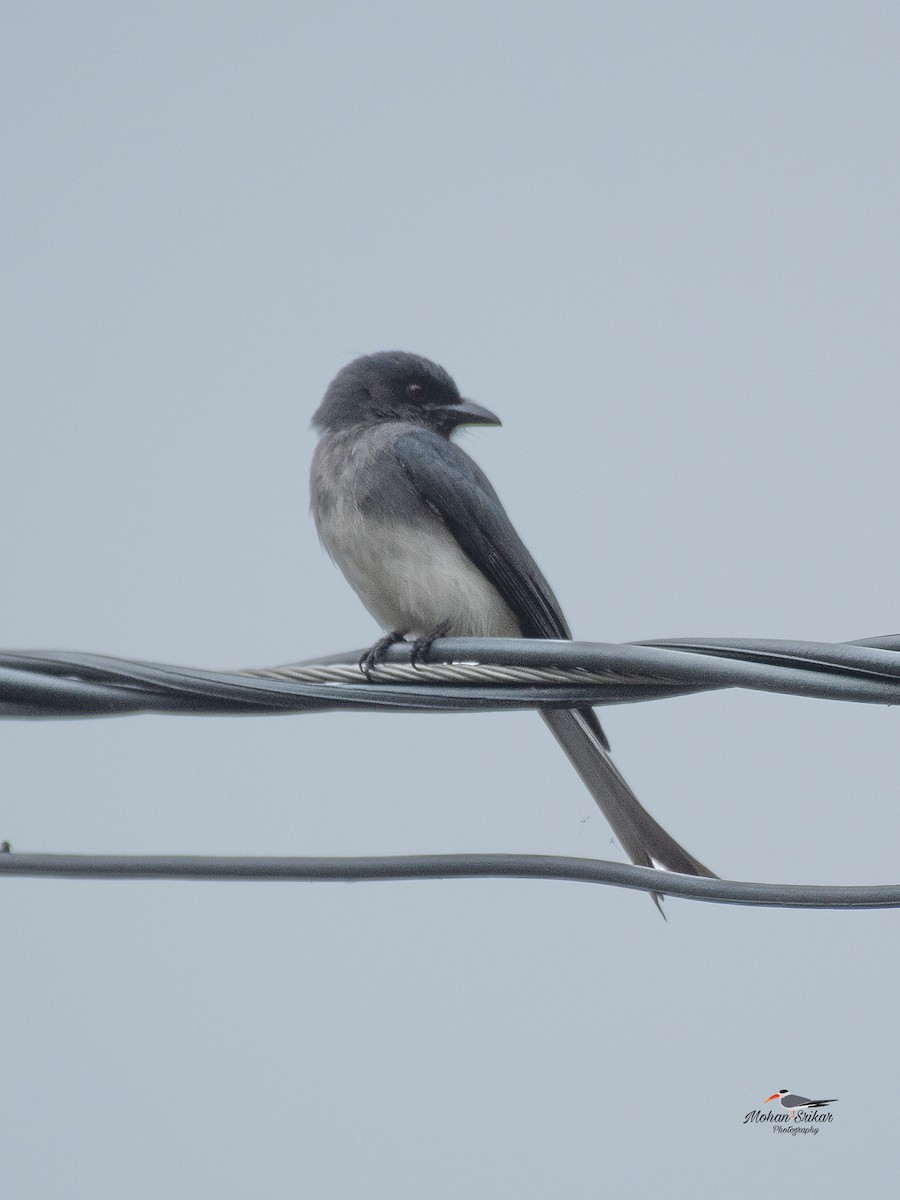 White-bellied Drongo - ML646620836