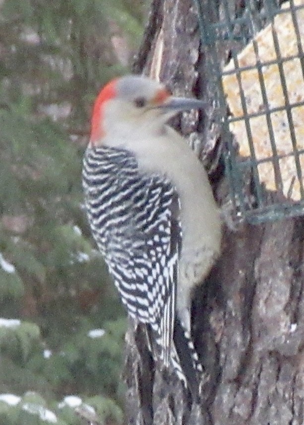 Carpintero de Carolina - ML646620841