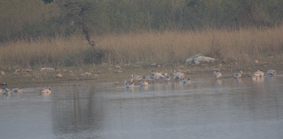 Oie à tête barrée - ML646620844