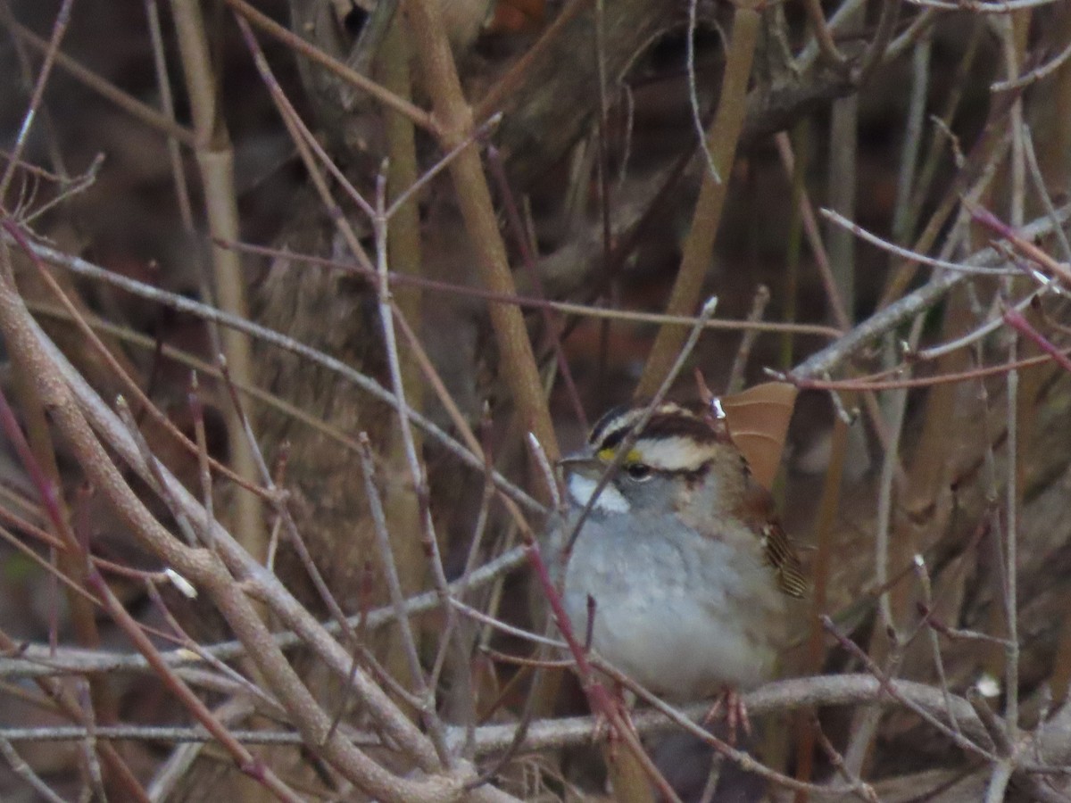 Chingolo Gorjiblanco - ML646620845