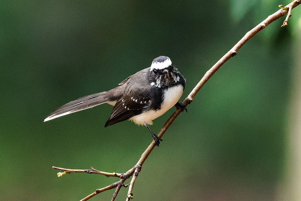 White-browed Fantail - ML646620847