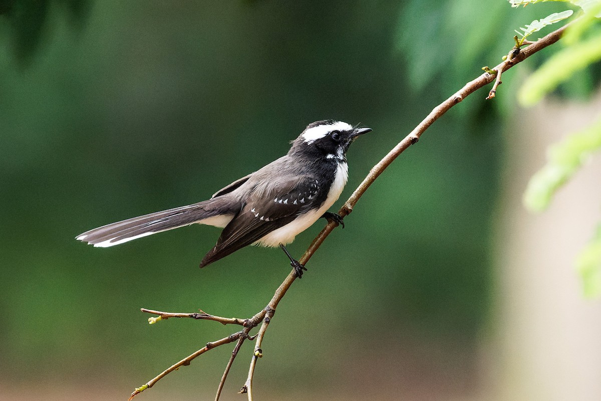 White-browed Fantail - ML646620848
