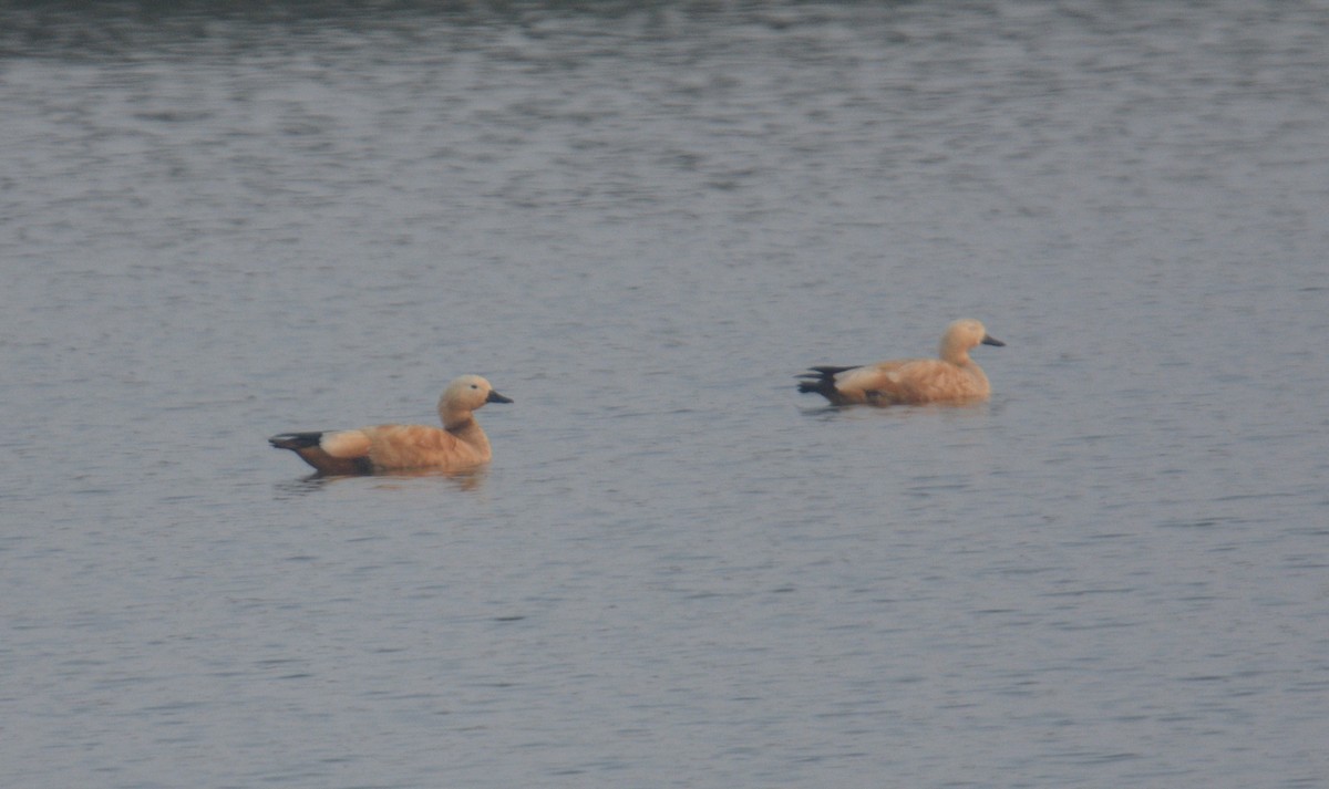 Ruddy Shelduck - ML646620849