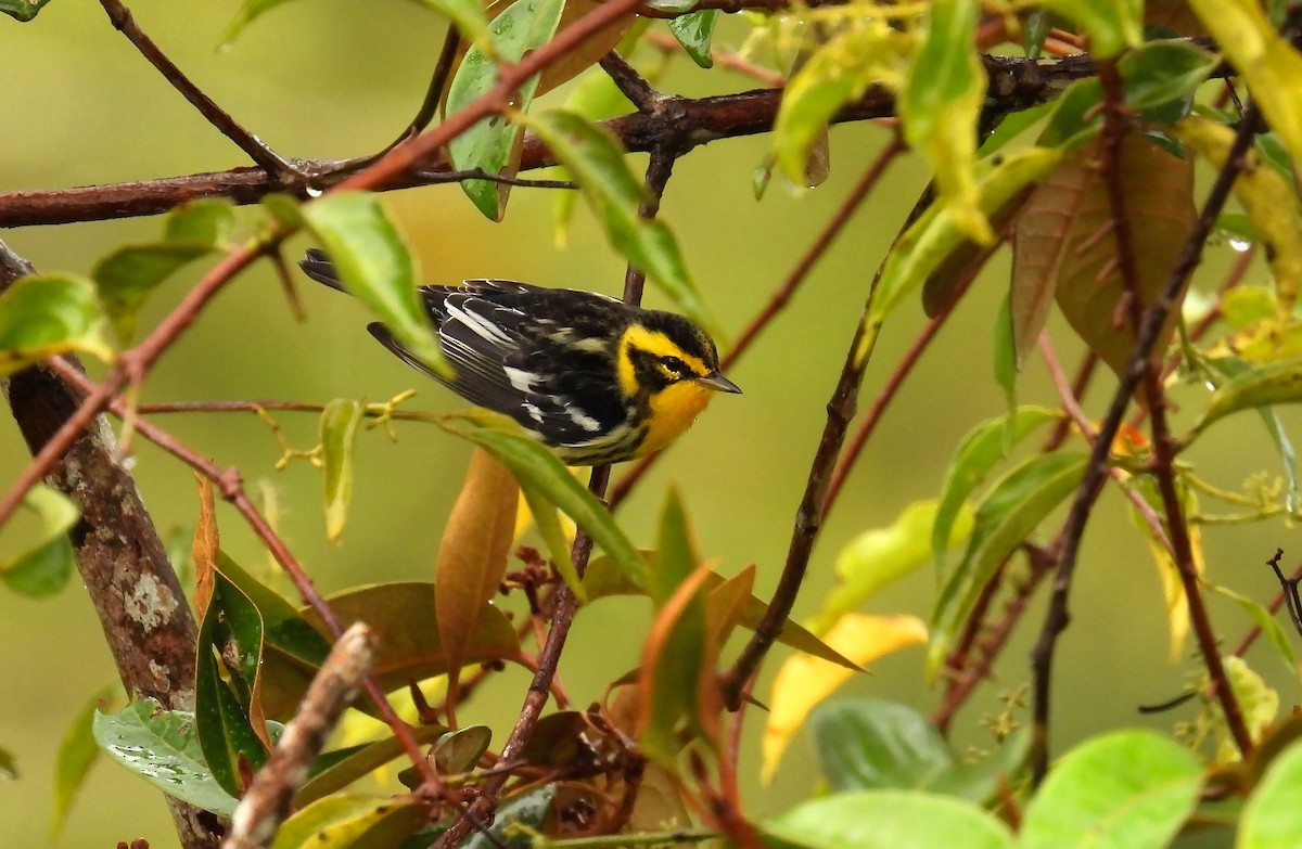 Blackburnian Warbler - ML646620851