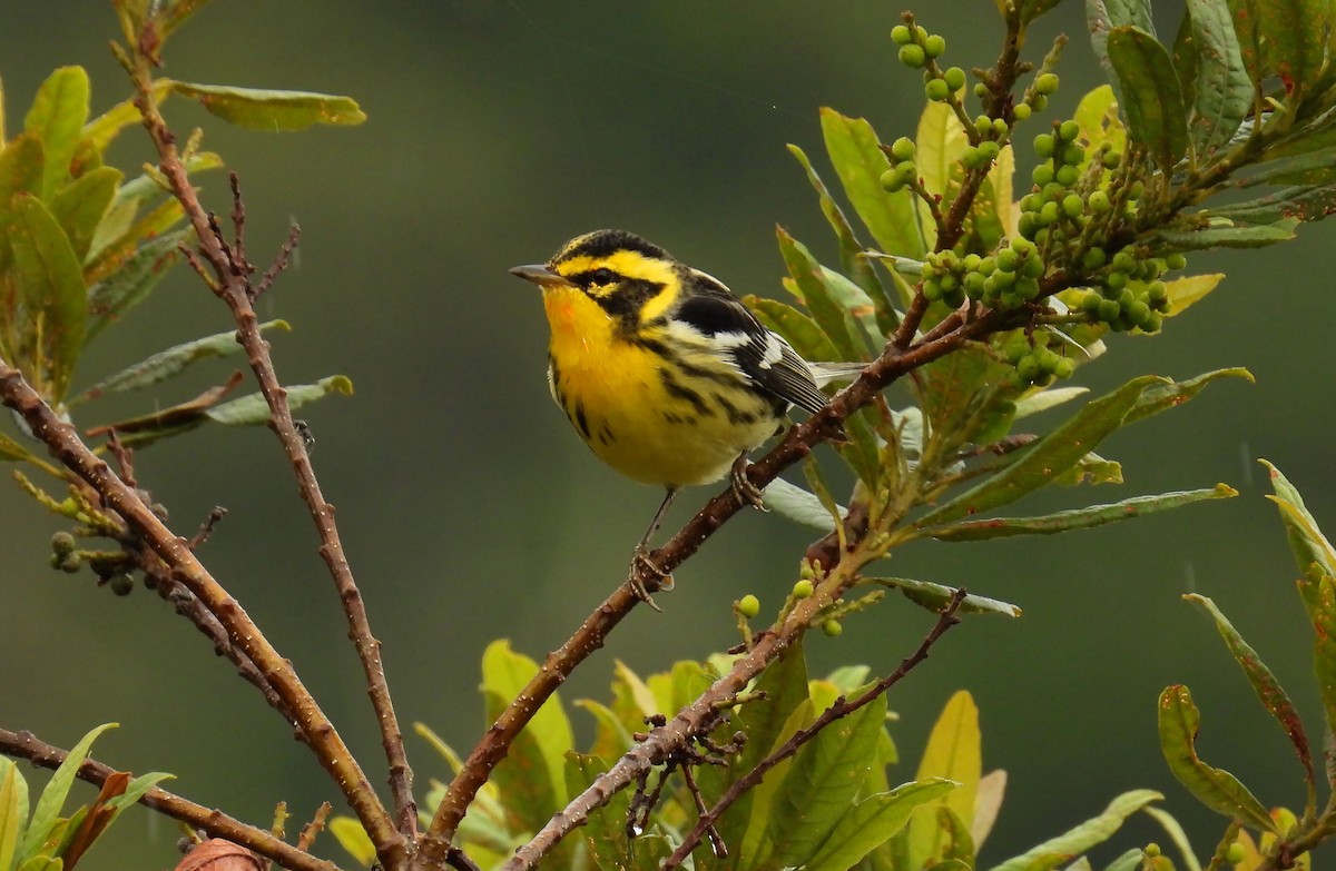 Blackburnian Warbler - ML646620852