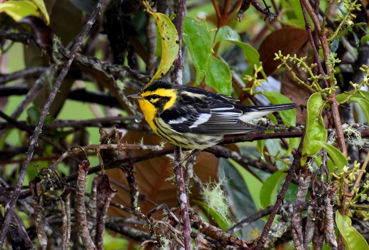 Blackburnian Warbler - ML646620853