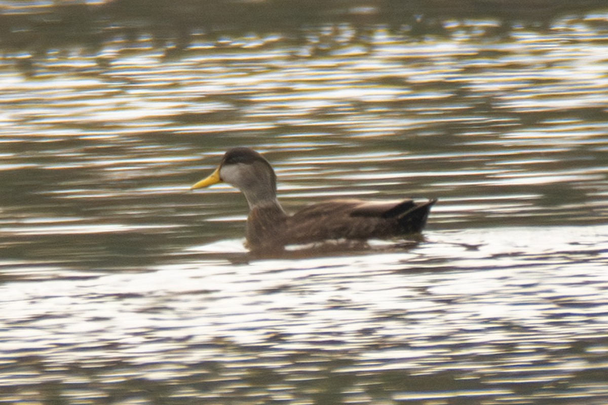 American Black Duck - ML646620854