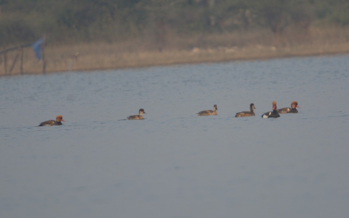 Red-crested Pochard - ML646620855