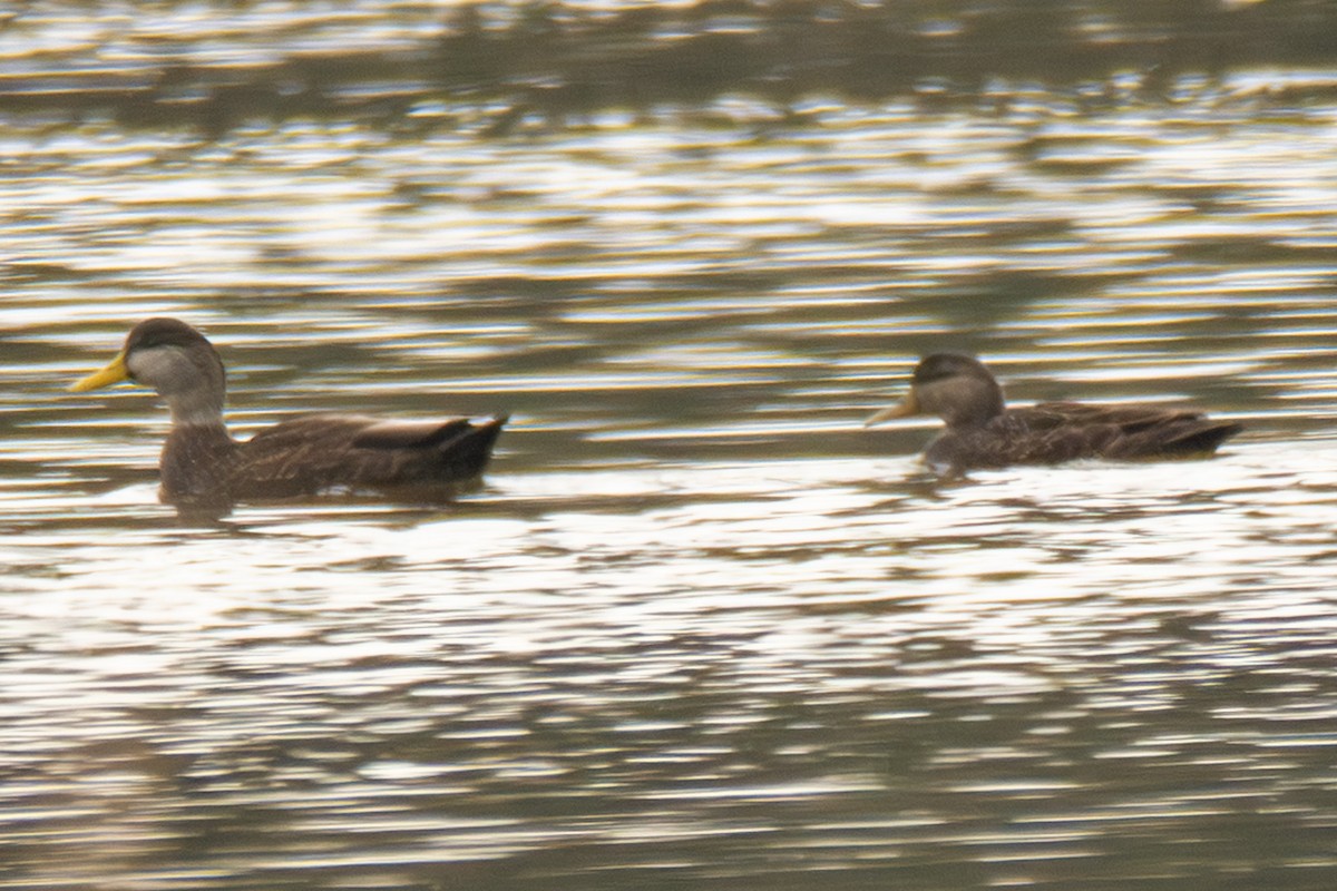 American Black Duck - ML646620857