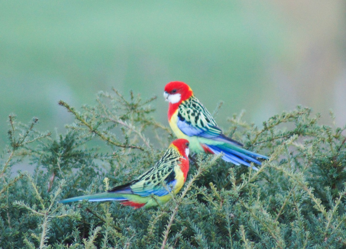 Eastern Rosella - ML646620859