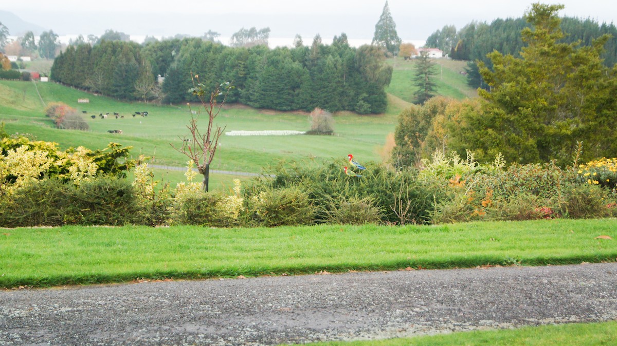 Eastern Rosella - ML646620860