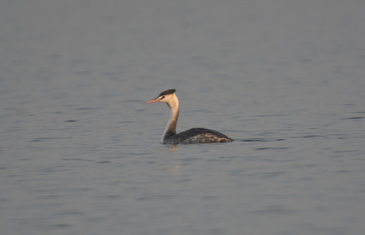 Great Crested Grebe - ML646620861