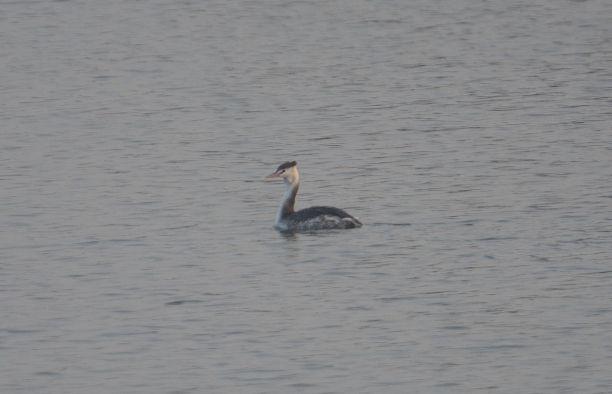 Great Crested Grebe - ML646620862