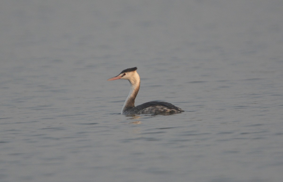 Great Crested Grebe - ML646620863