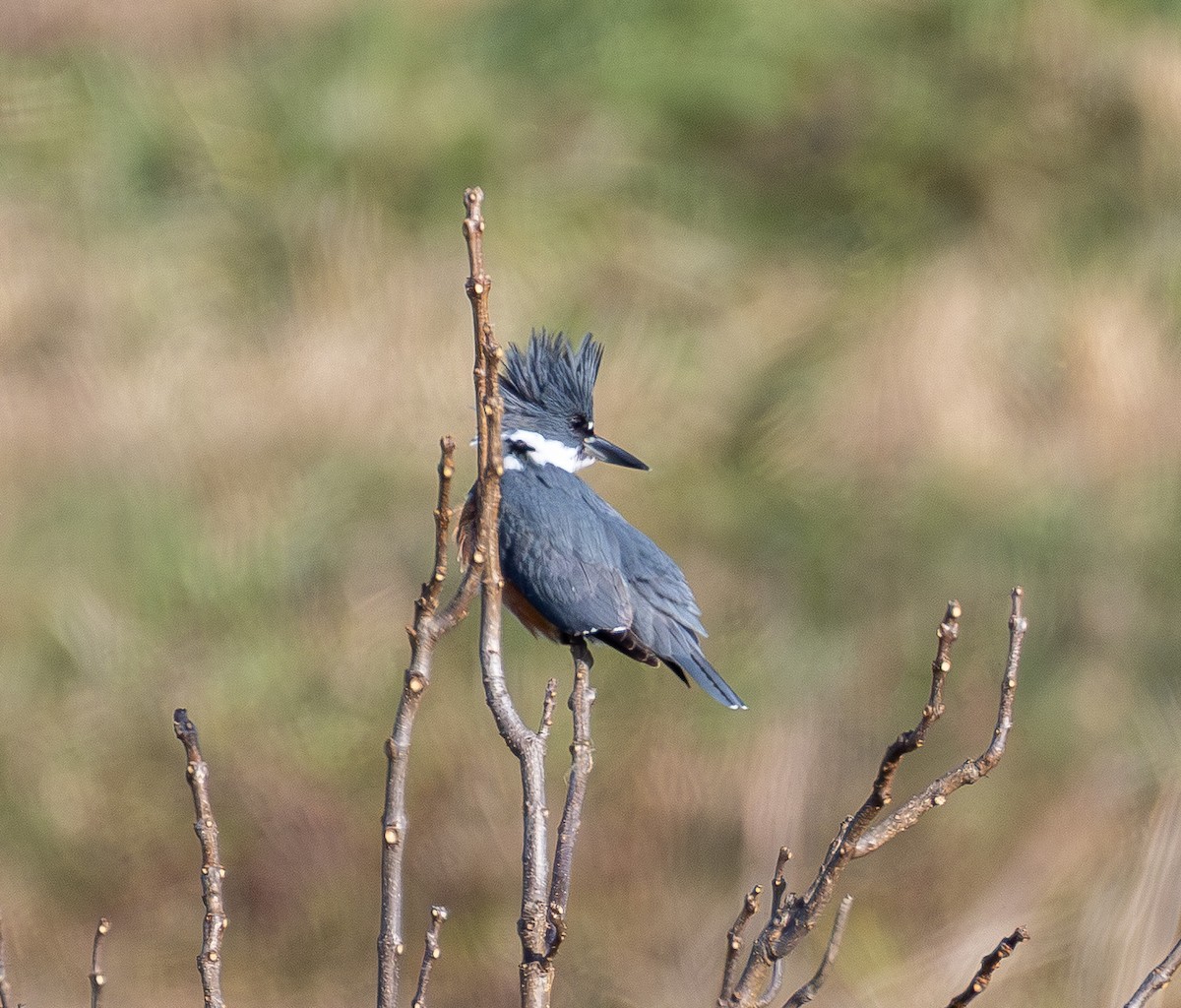 שלדג אמריקני - ML646620868