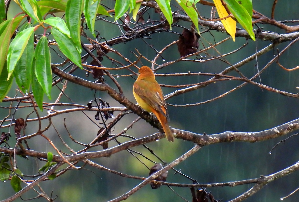 Summer Tanager - ML646620869