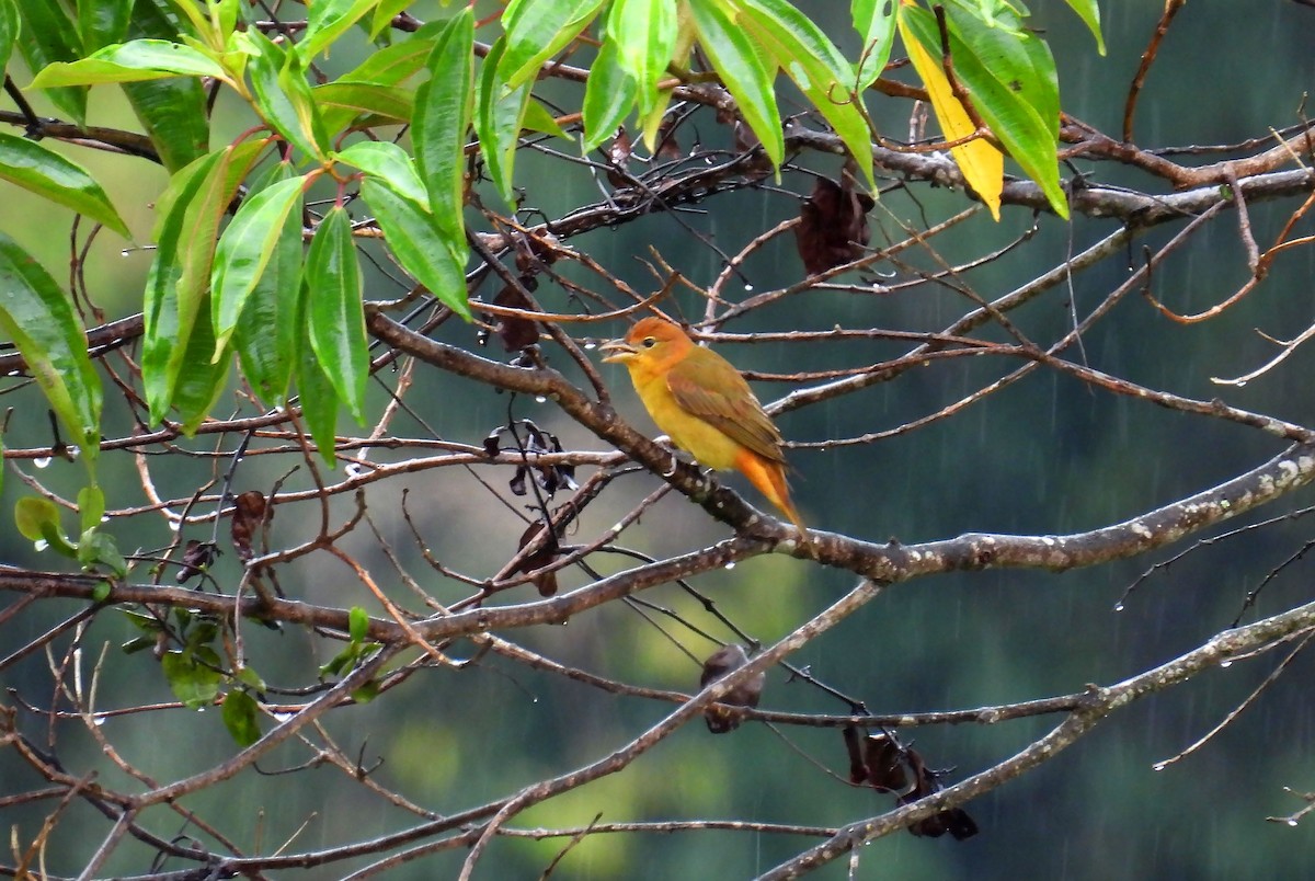 Summer Tanager - ML646620870