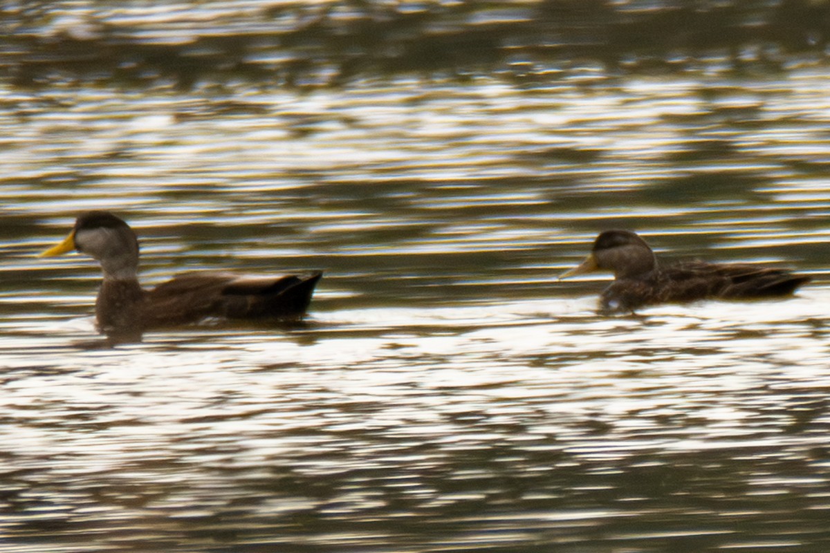 American Black Duck - ML646620871