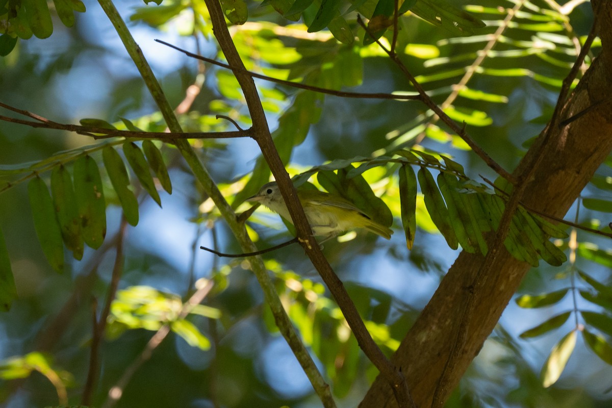 kortstjertvireo - ML646620872