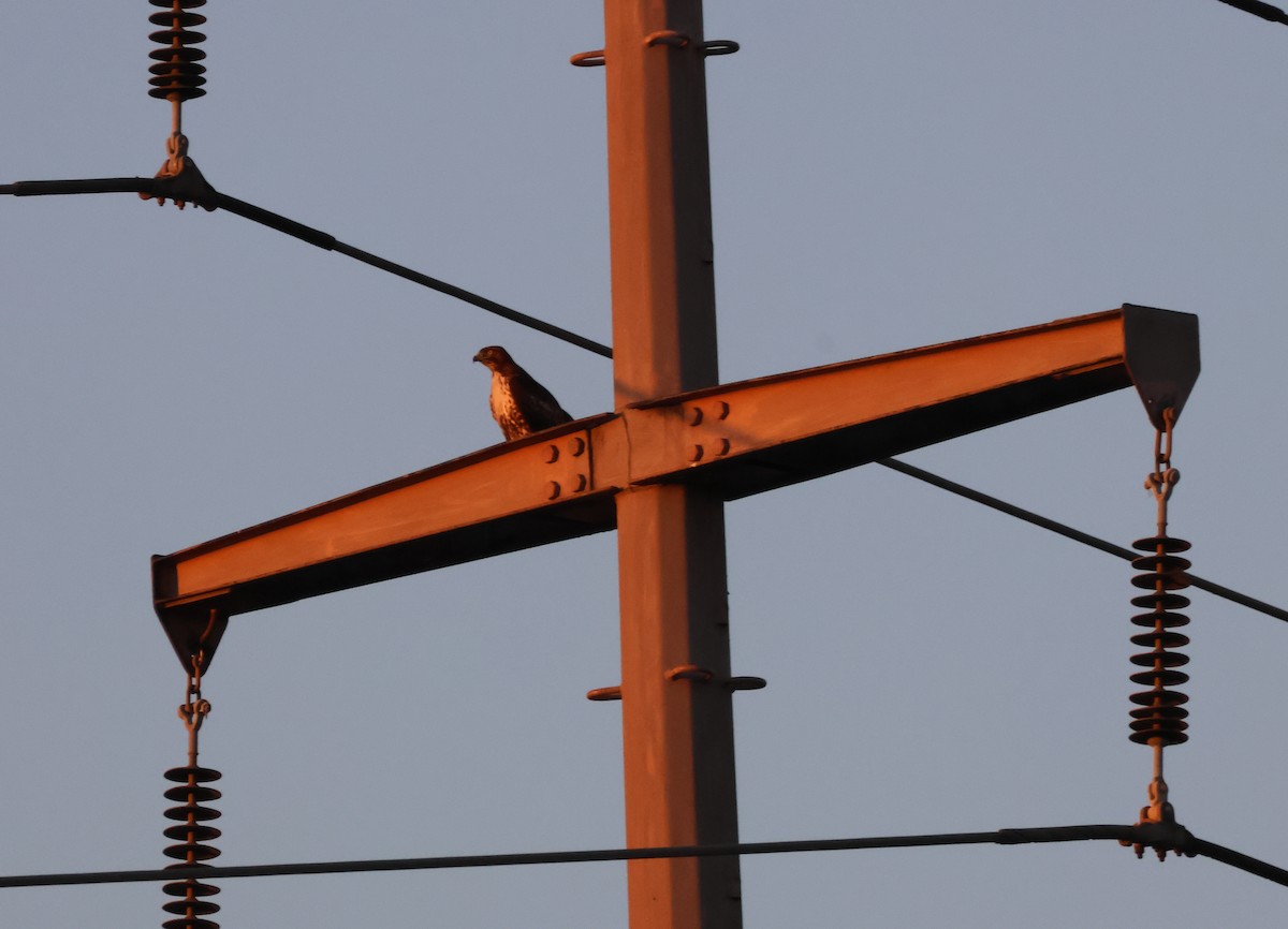 Poiana codarossa - ML646620874