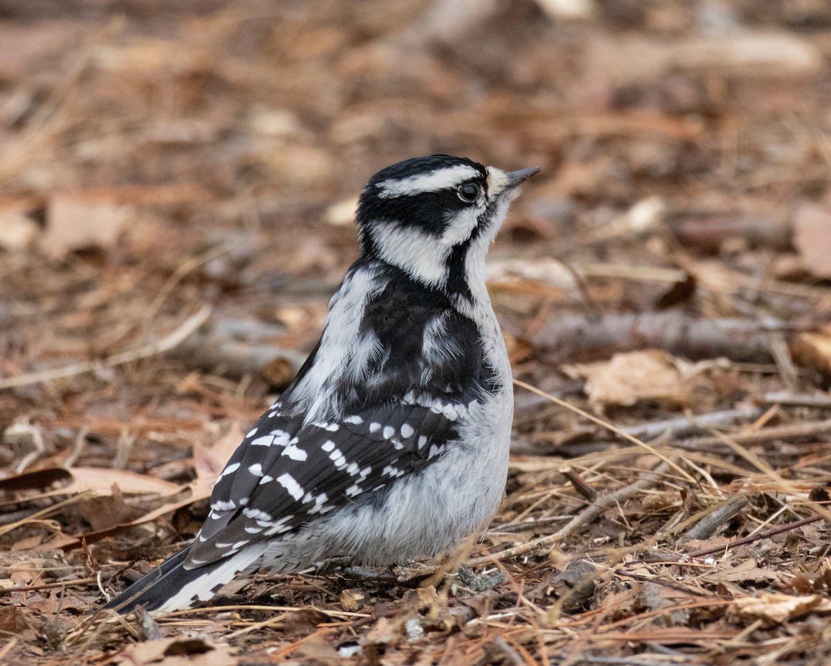 Downy Woodpecker - ML646620876