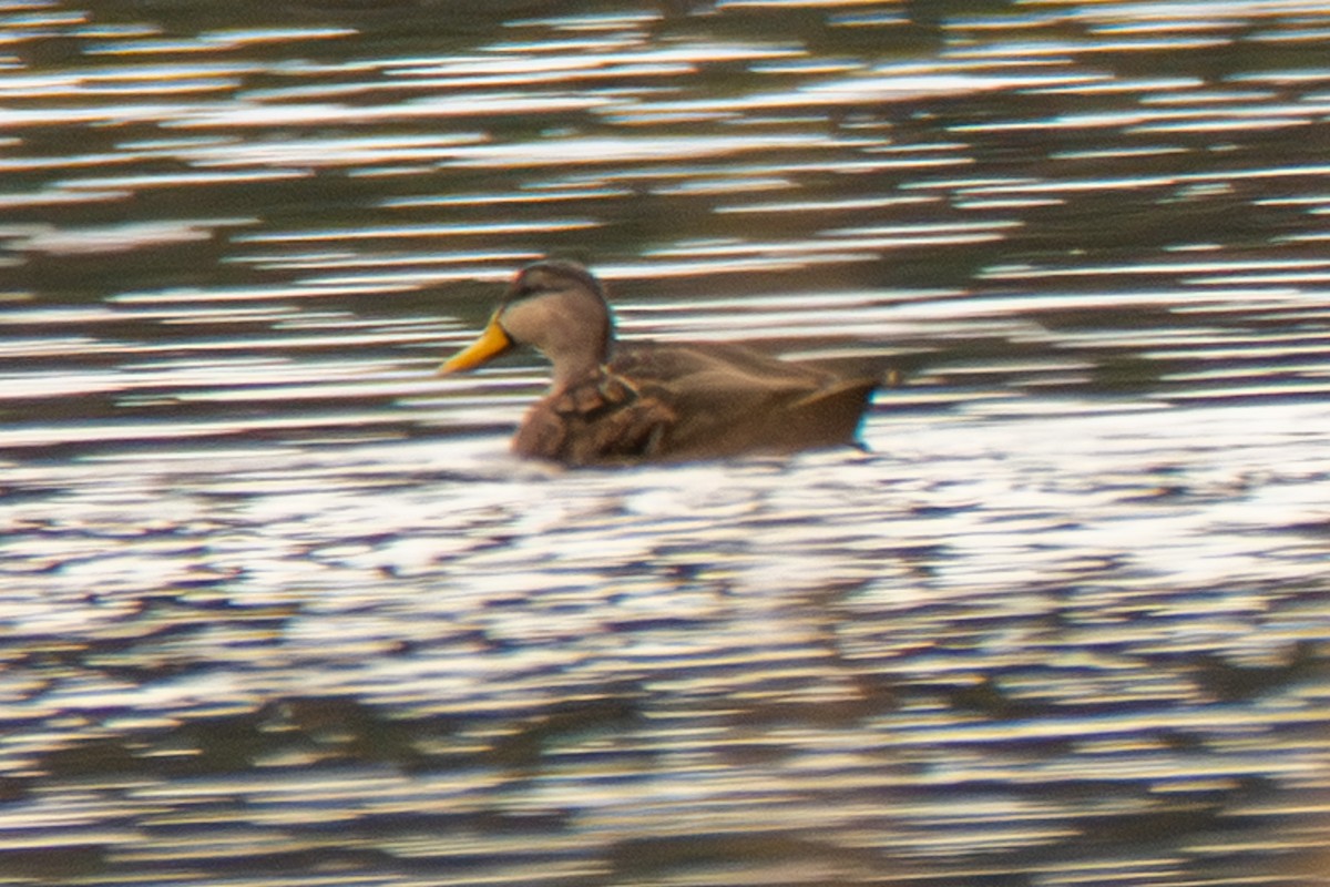 Mottled Duck - ML646620882