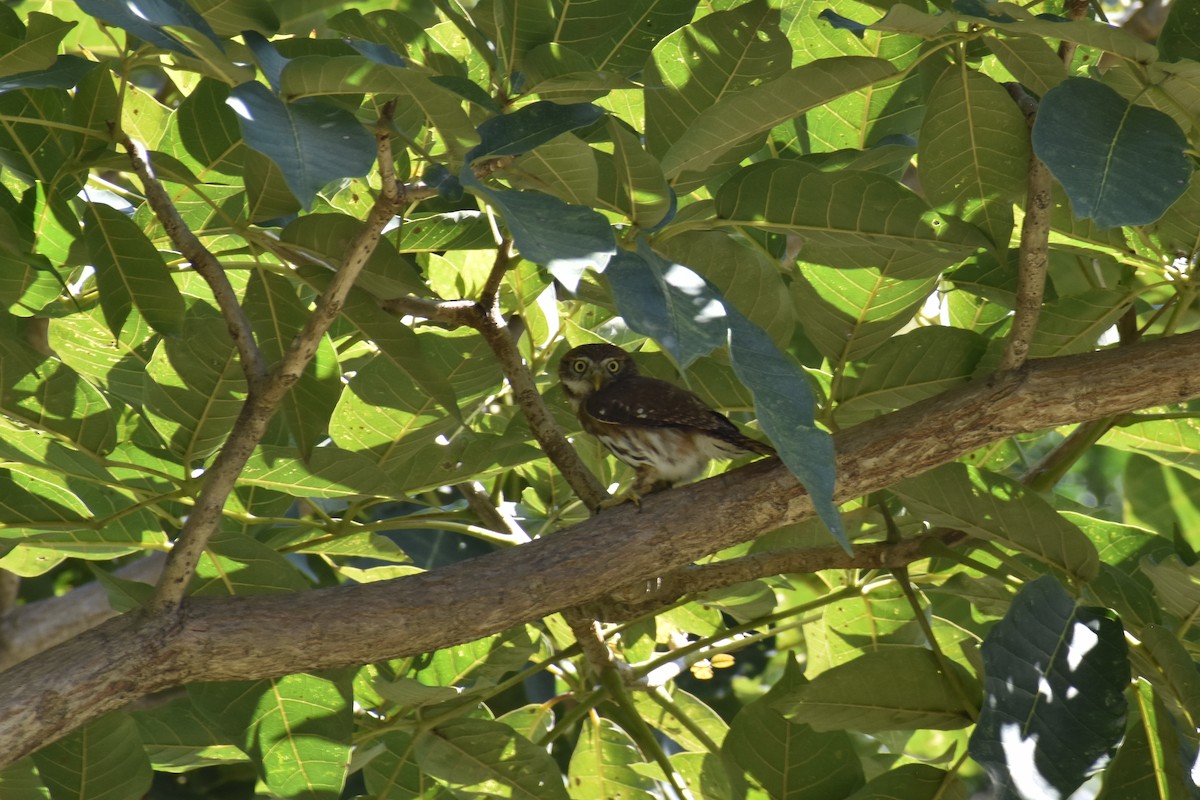 Ferruginous Pygmy-Owl - ML646620887