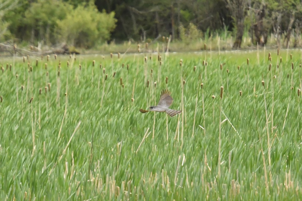 オオタカ - ML646620888