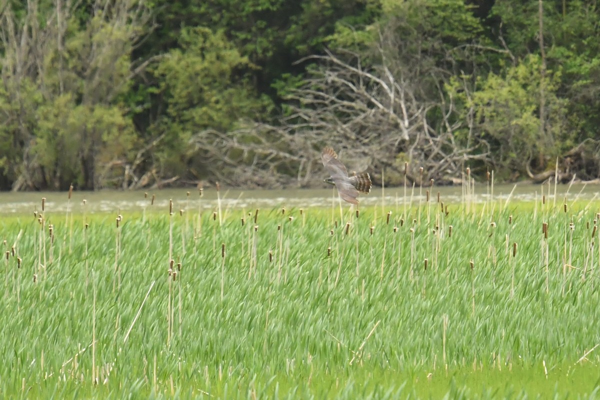 オオタカ - ML646620890