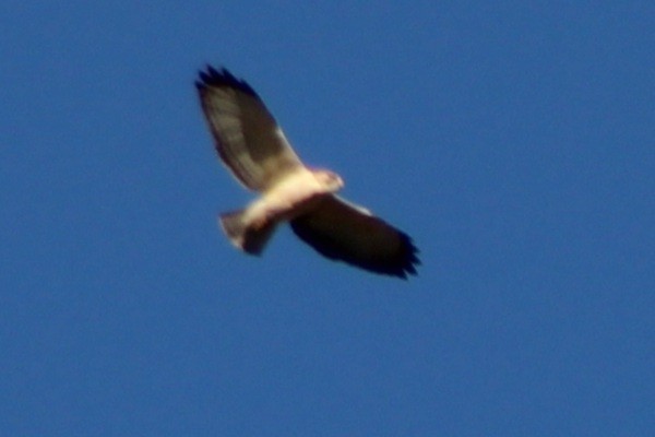Short-tailed Hawk - ML646620892