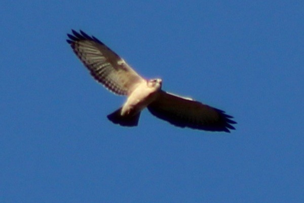Short-tailed Hawk - ML646620893