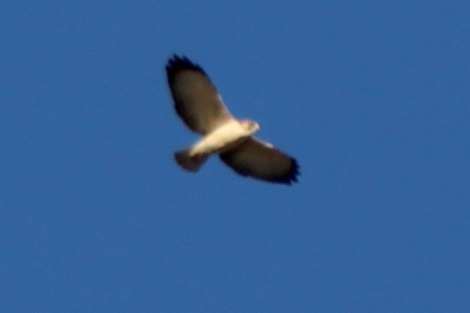 Short-tailed Hawk - ML646620894