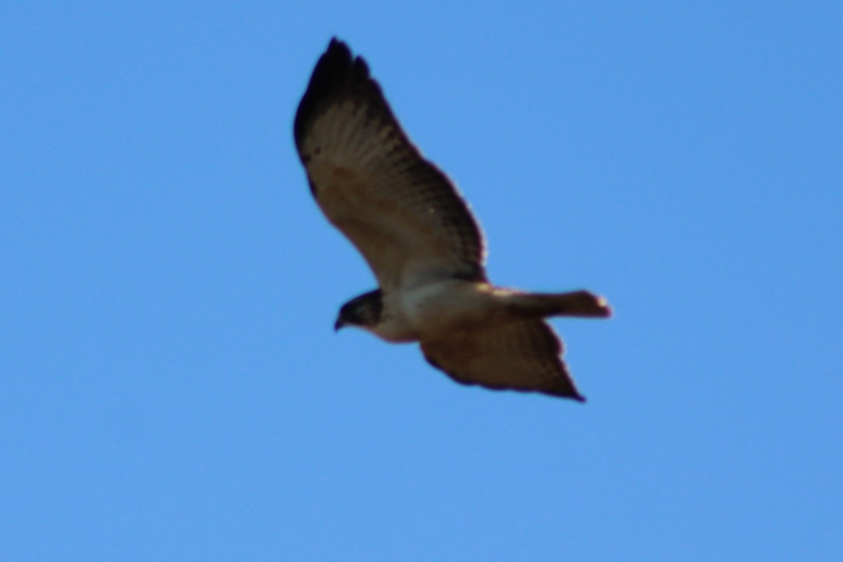 Short-tailed Hawk - ML646620895
