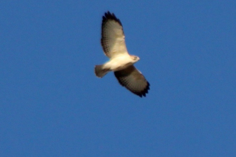 Short-tailed Hawk - ML646620896