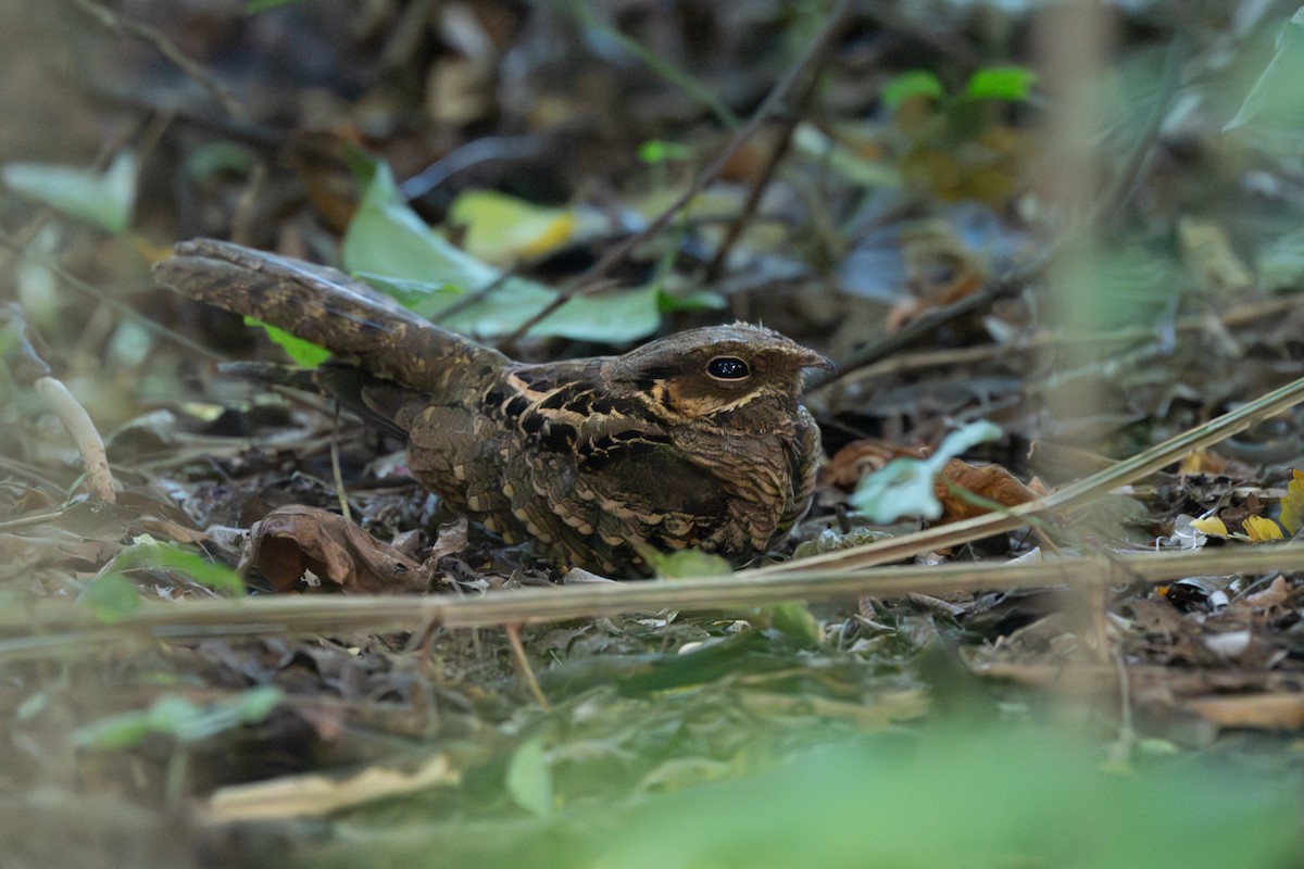 pauraquenattravn - ML646620897