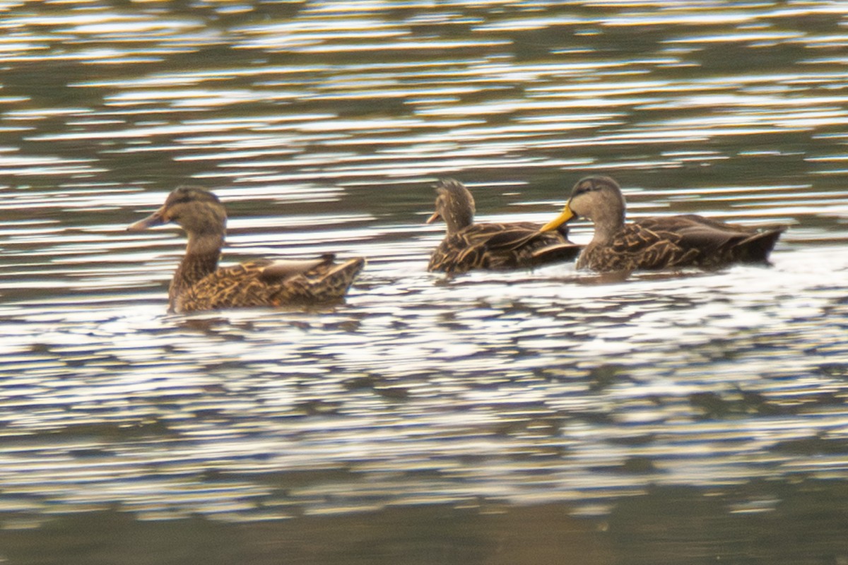 Mottled Duck - ML646620898