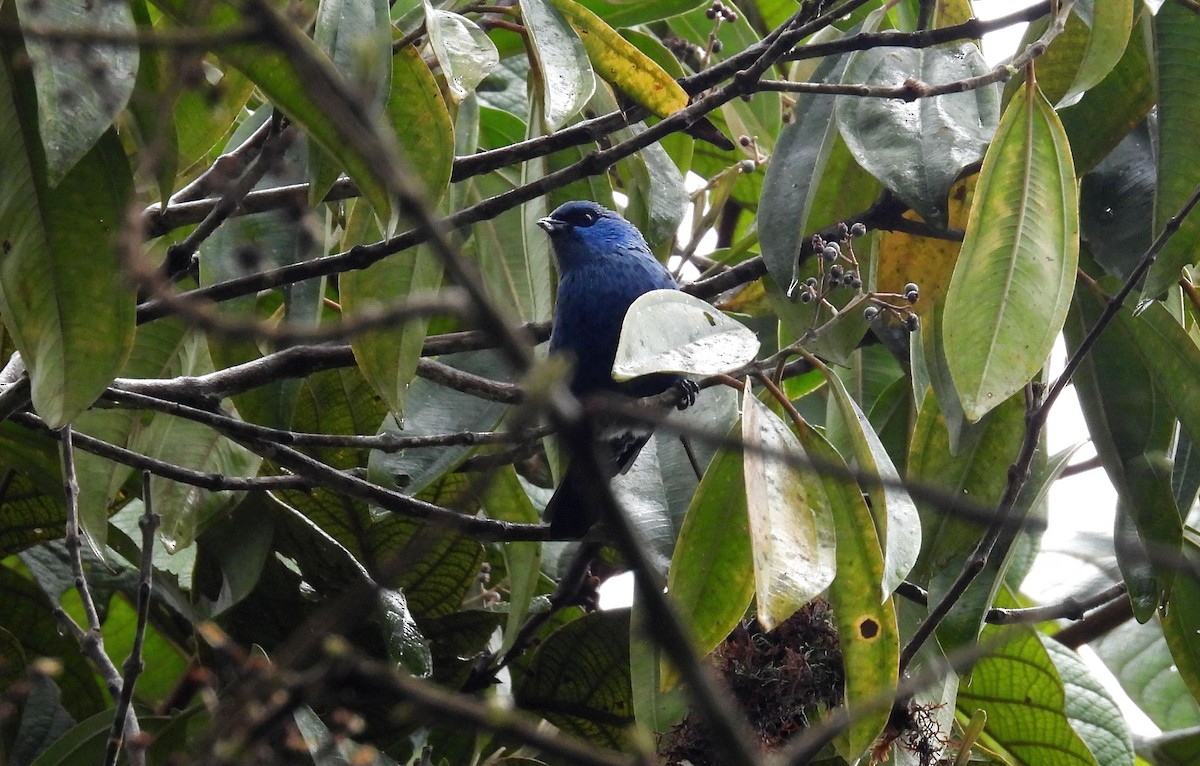 Blue-and-black Tanager - ML646620900