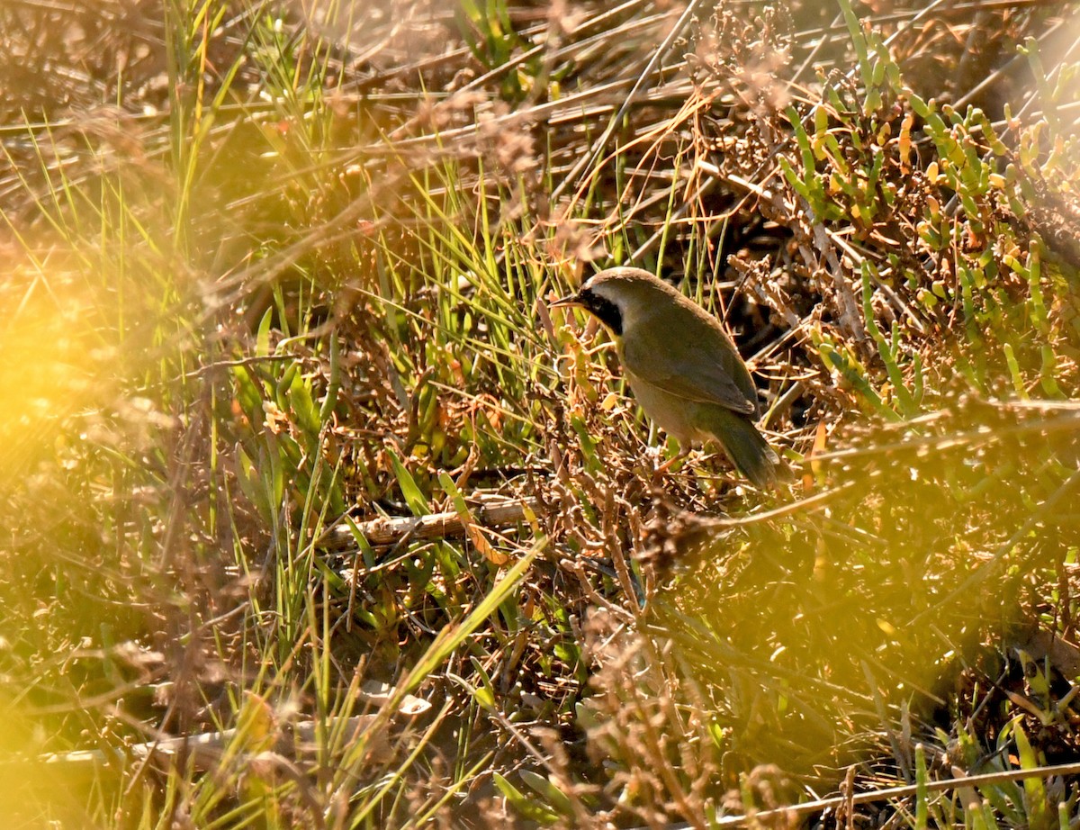 Common Yellowthroat - ML646620901