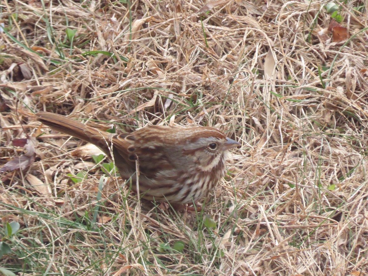 Chingolo Cantor - ML646620906