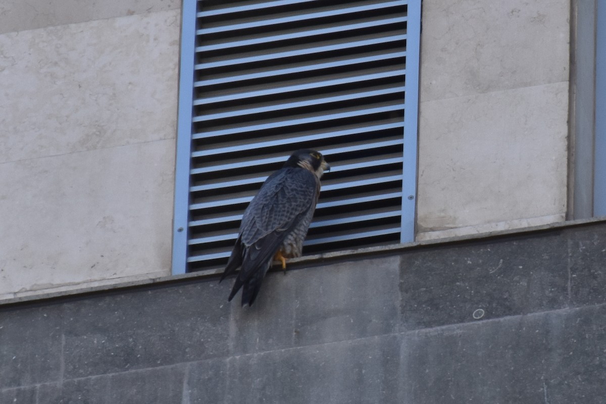 Peregrine Falcon - ML646620908