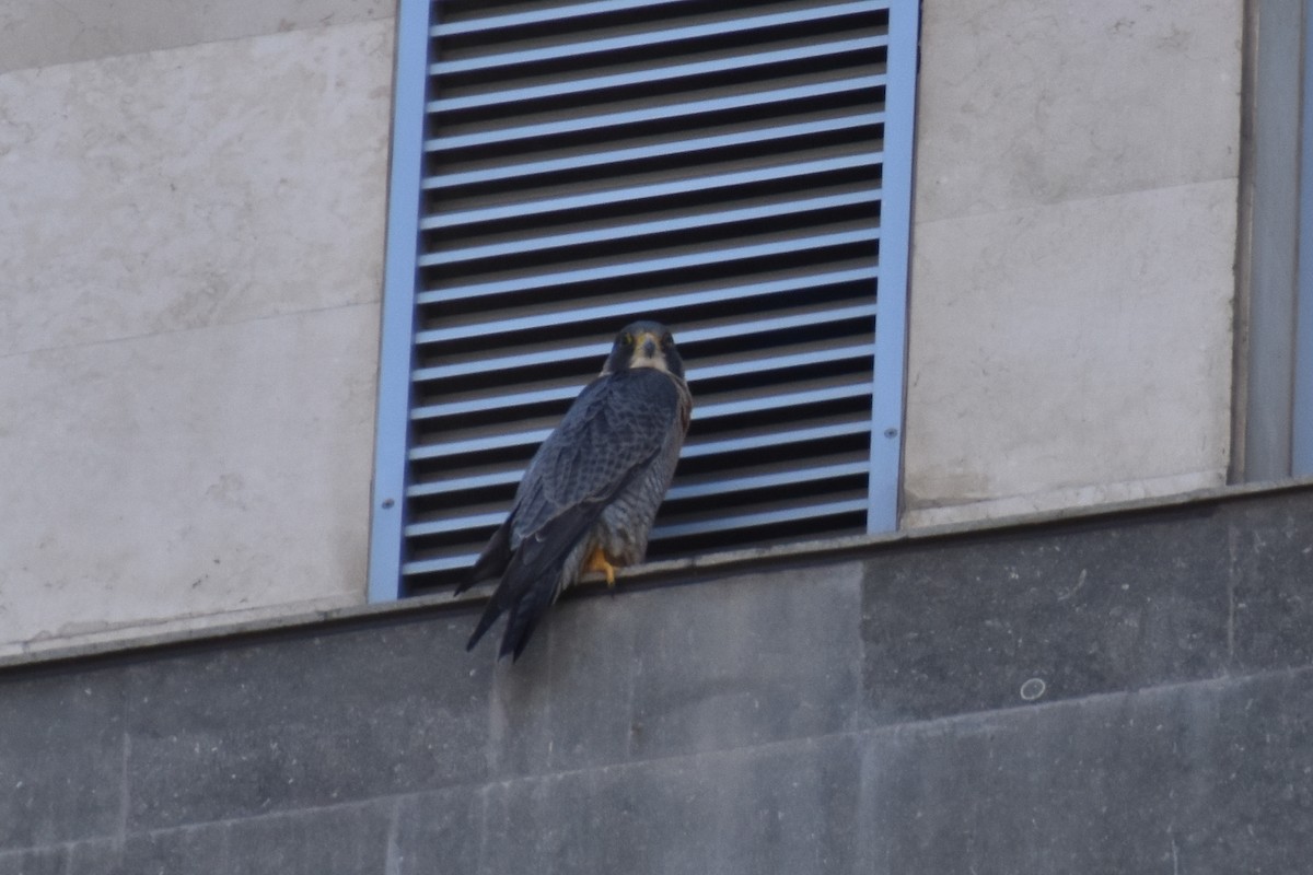 Peregrine Falcon - ML646620909