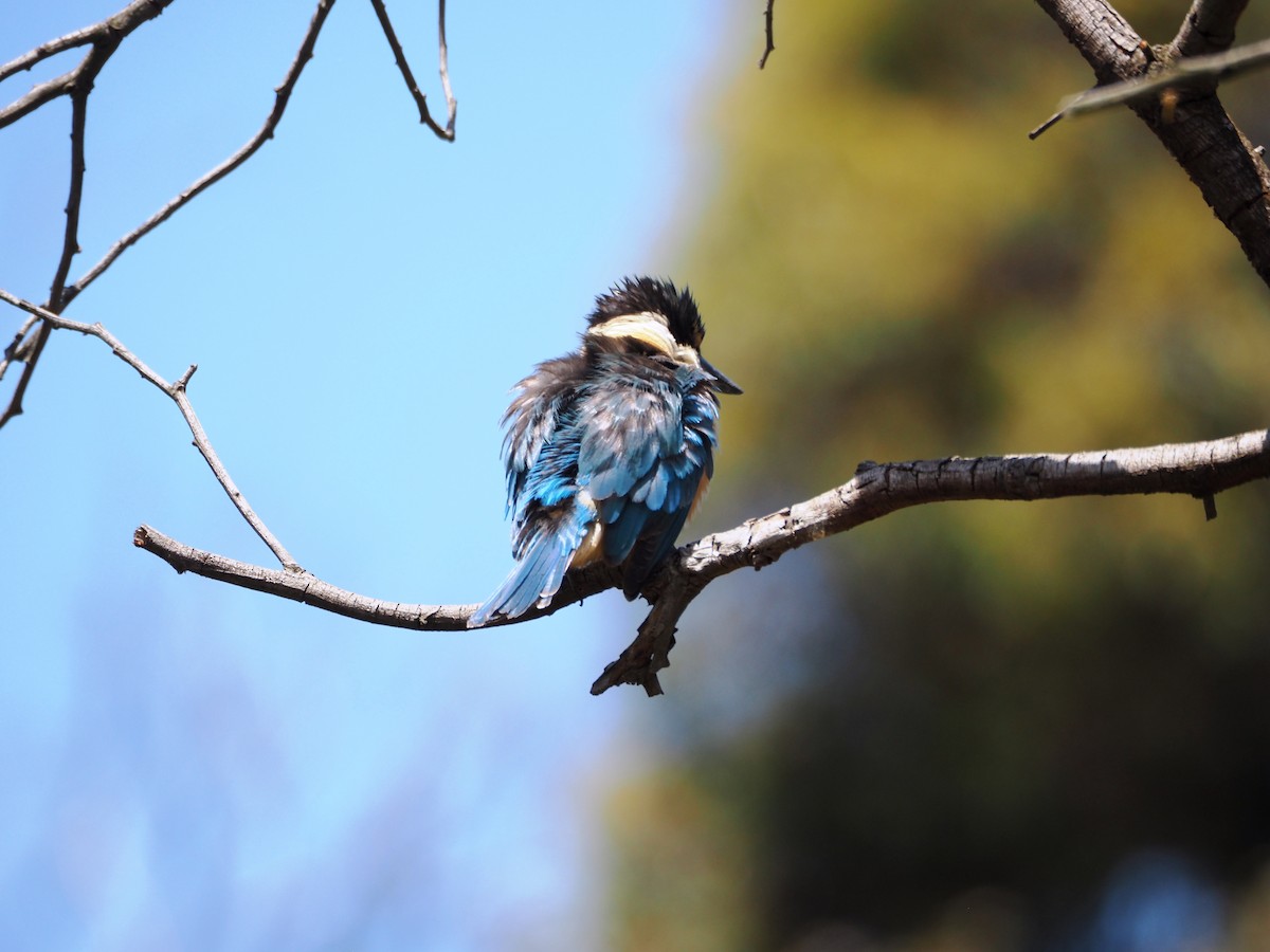 Sacred Kingfisher - ML646620910