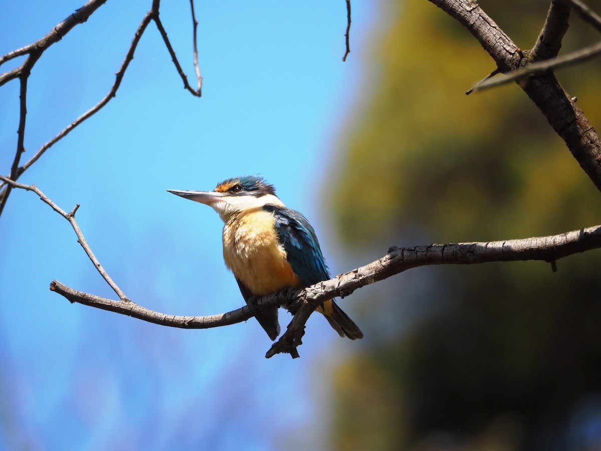 Sacred Kingfisher - ML646620914