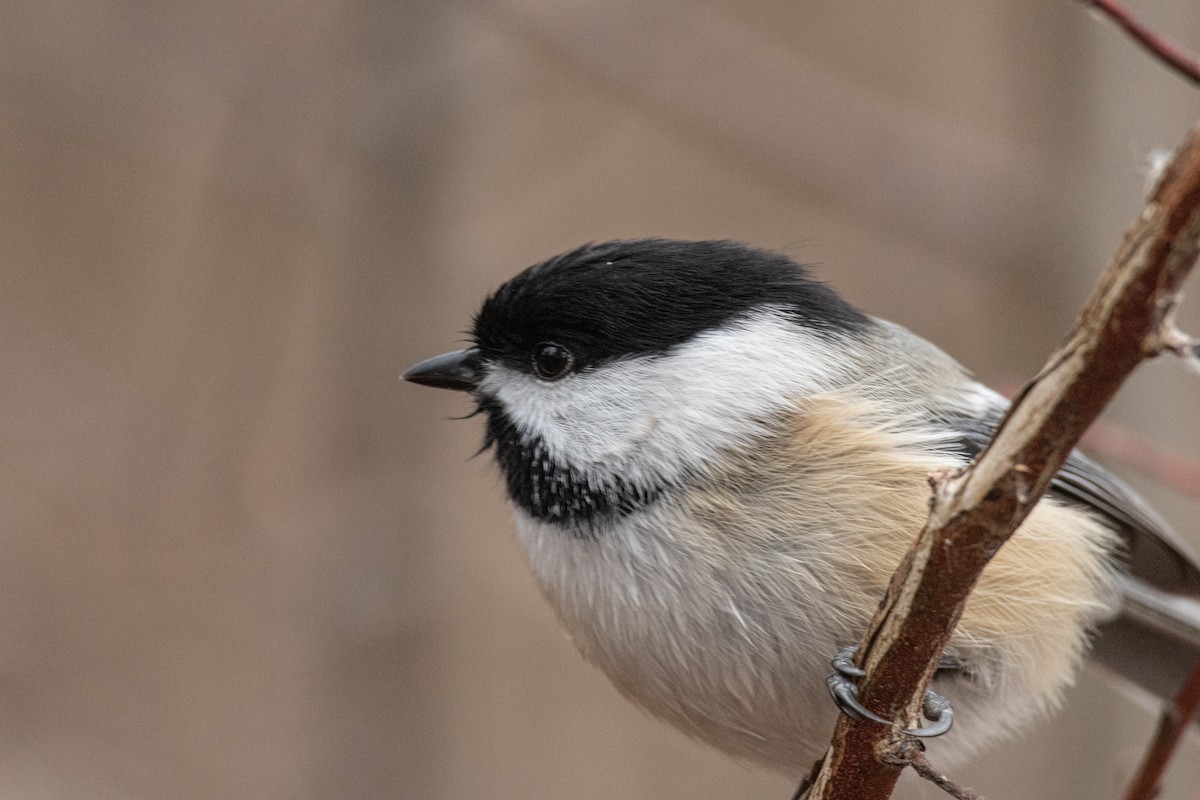 Black-capped Chickadee - ML646620915