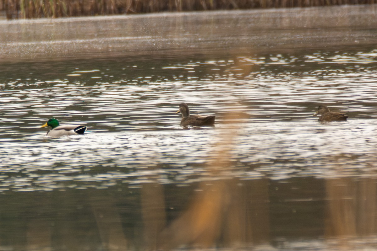 Mallard - ML646620918